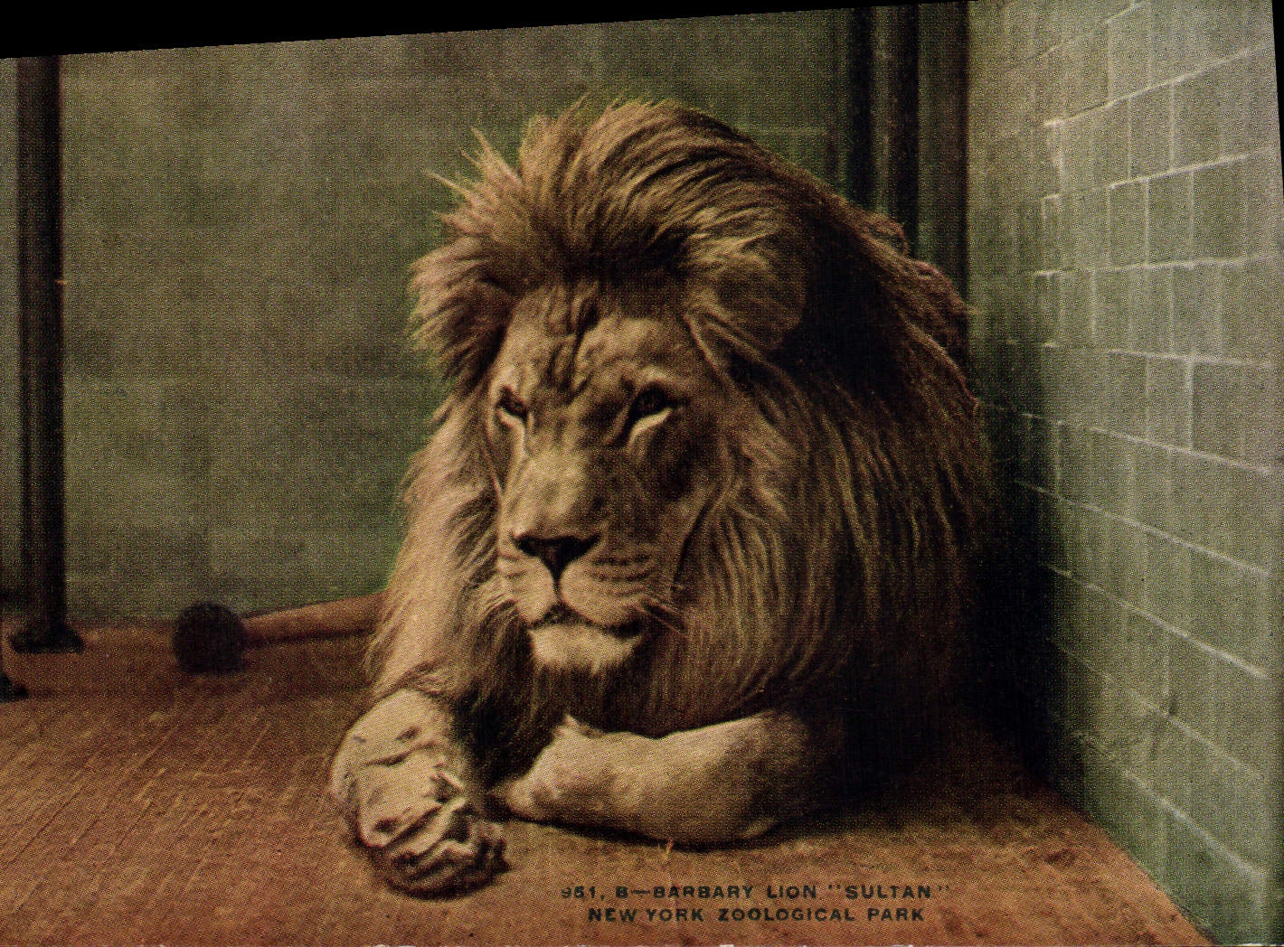 CPA Felin Lion Sultan New Yokr zoological park Zoo
