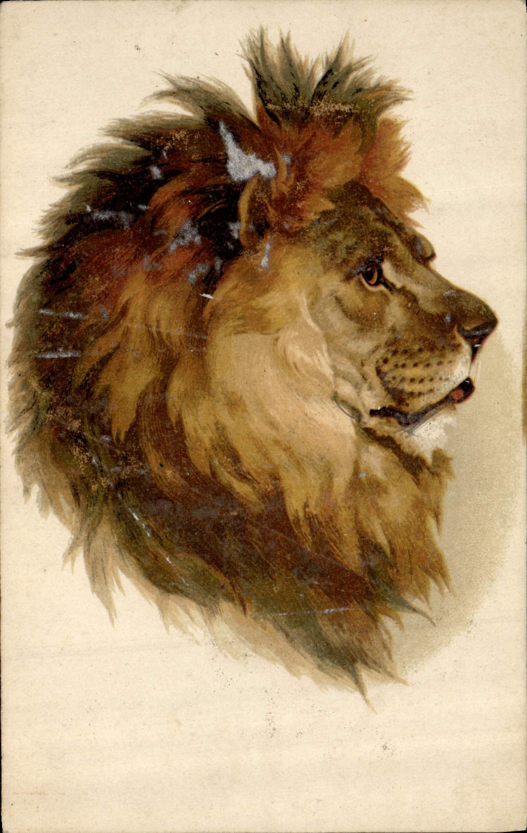 CPA Felin Lion 
