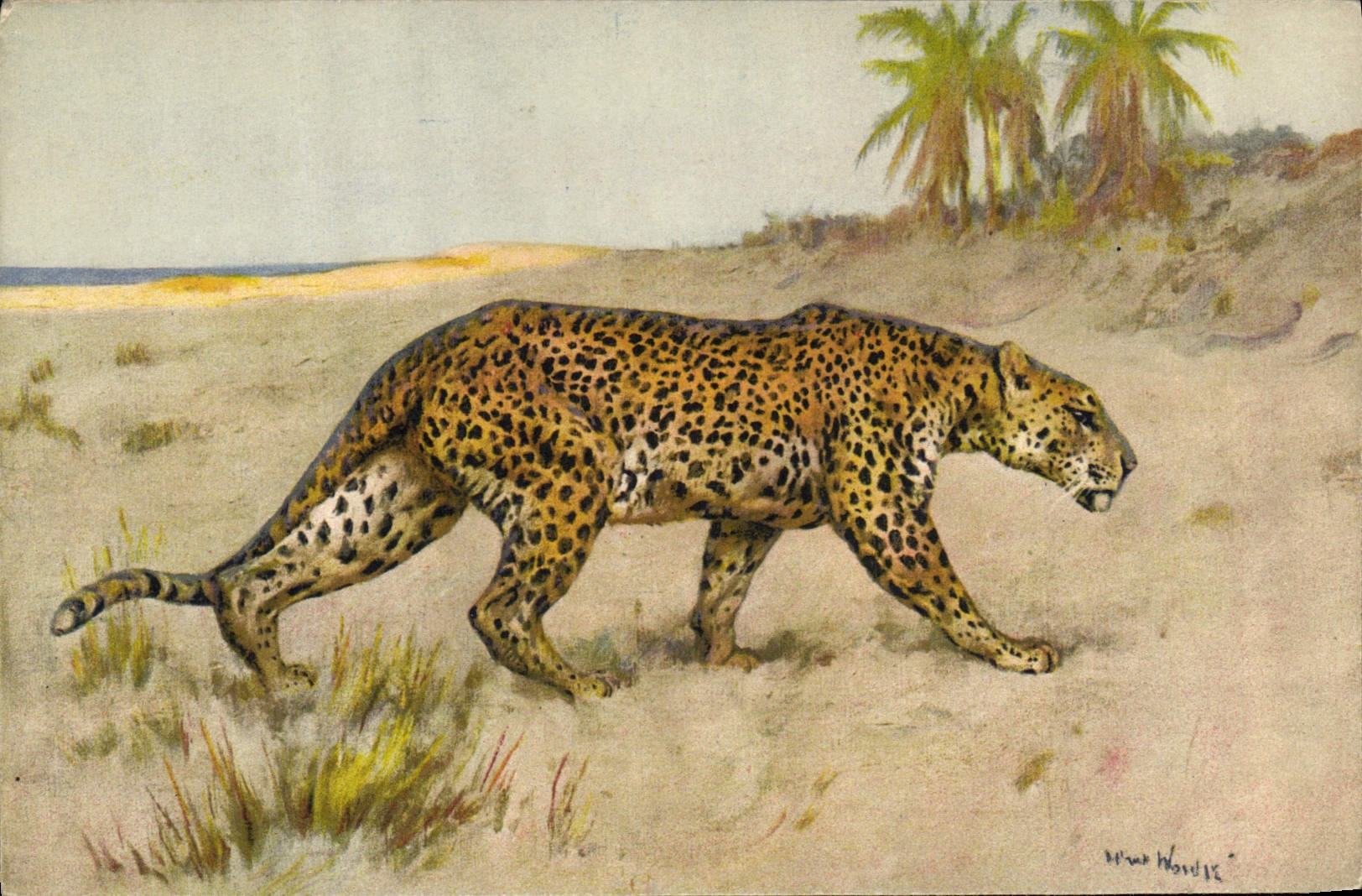 CPA Felin Guepard