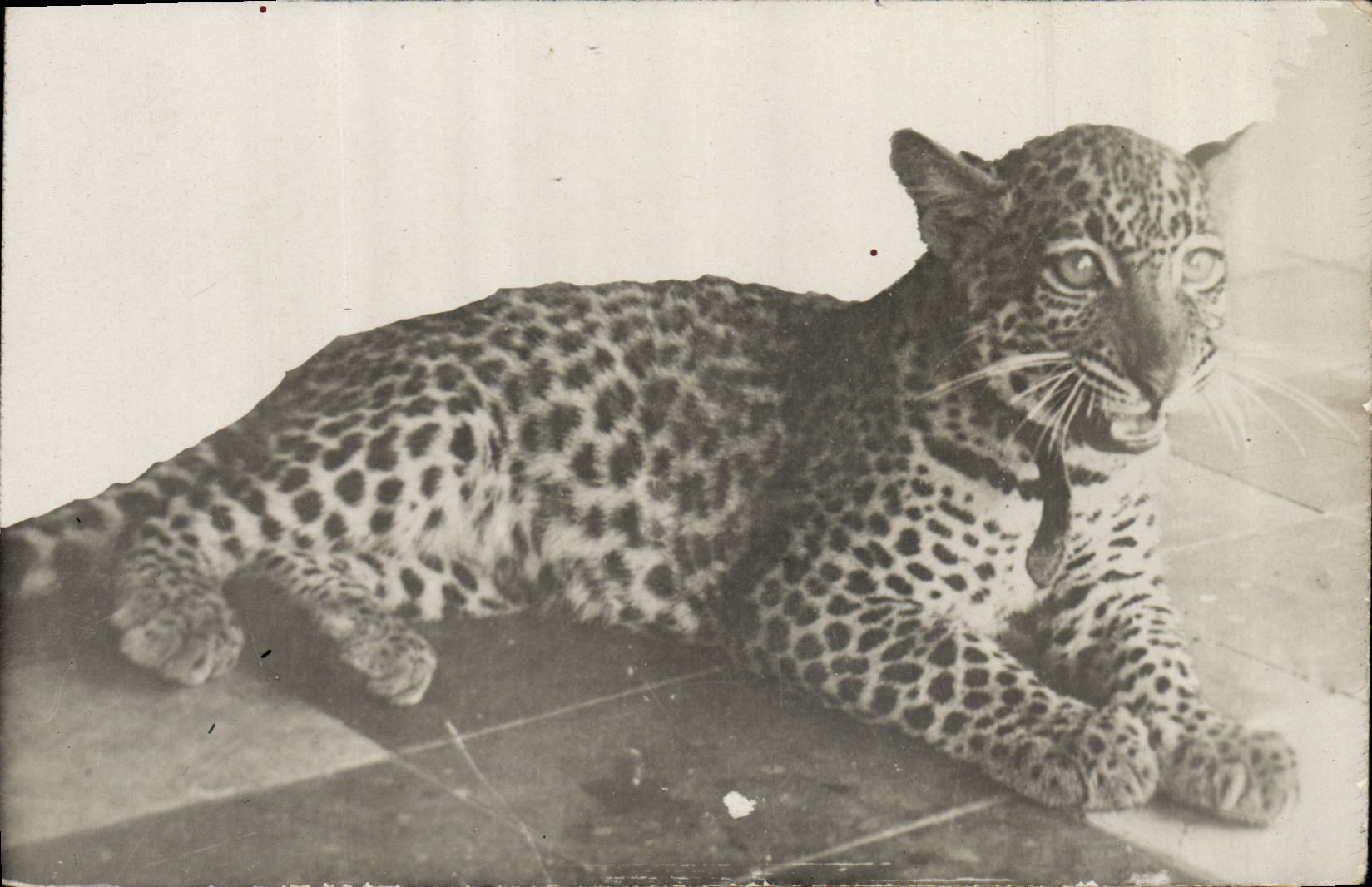 VINTAGE POSTCARD Cat-like Panther