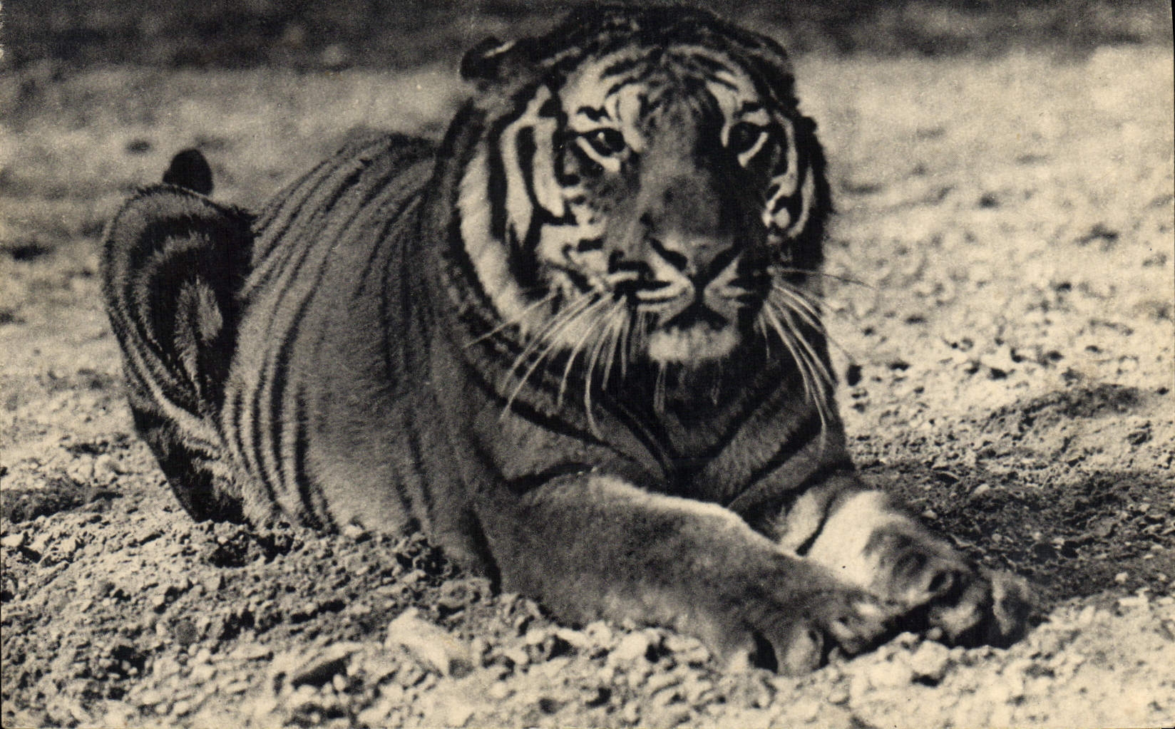 VINTAGE POSTCARD Cat-like Zoological gardens of the wood of Vincennes Paris a Bengal tiger