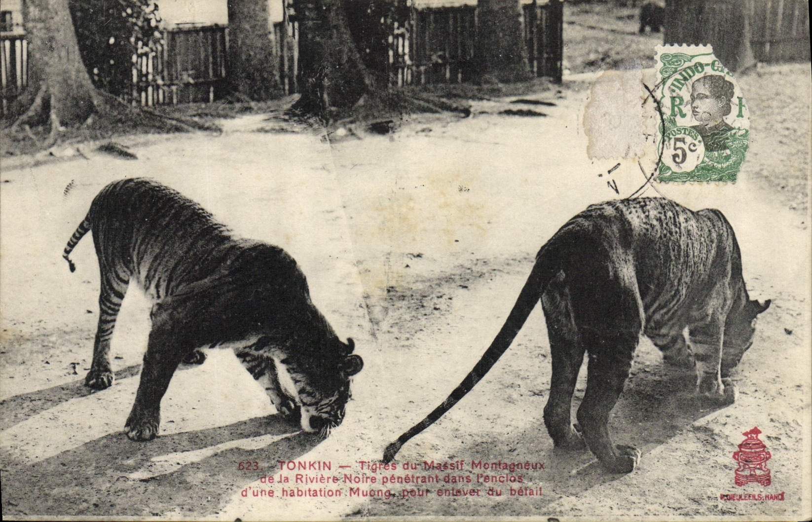 VINTAGE POSTCARD Cat-like Indo-China Tonkin Tigers of the mountainous solid mass of the black river