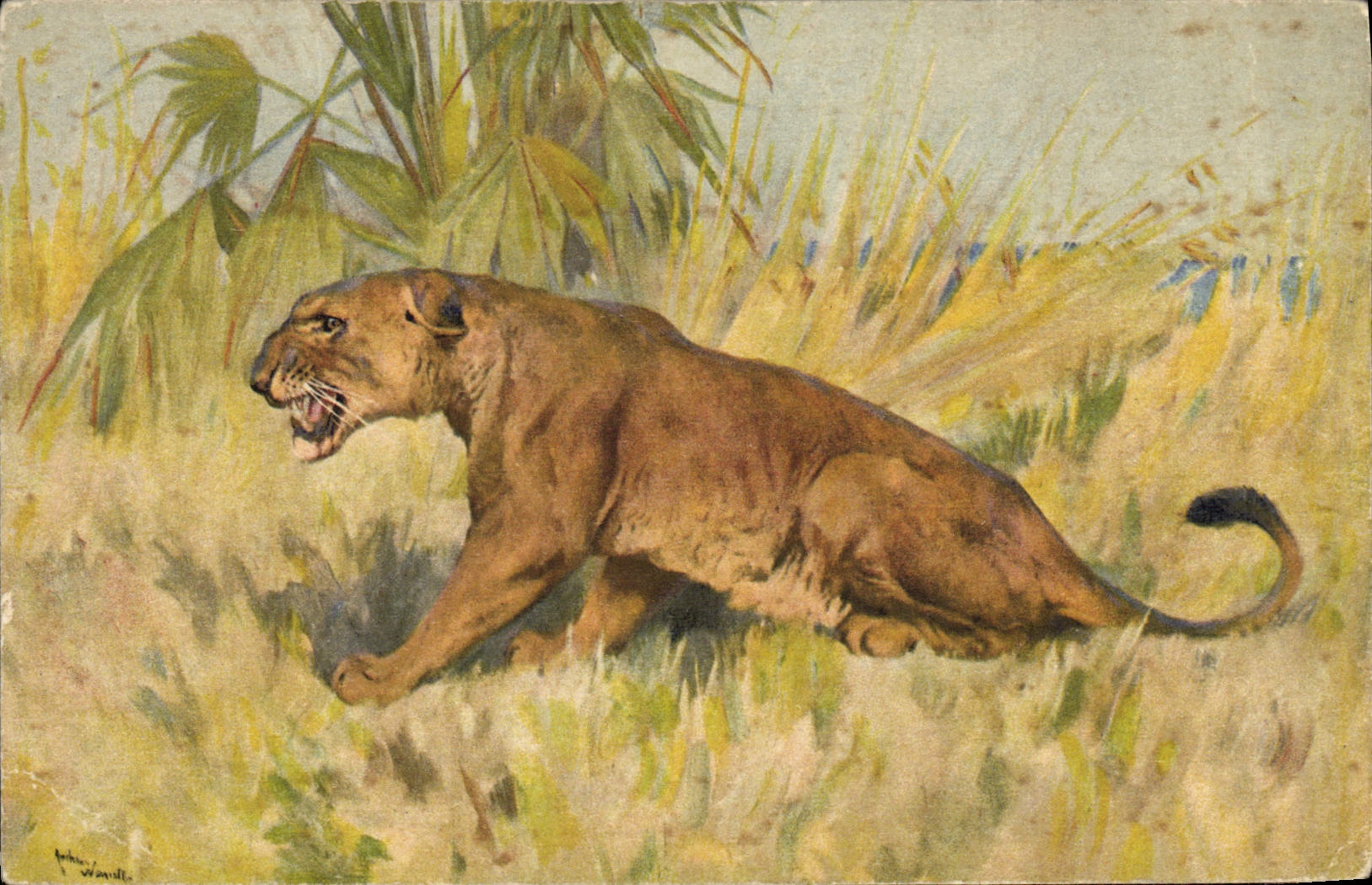 CPA Felin Lion 