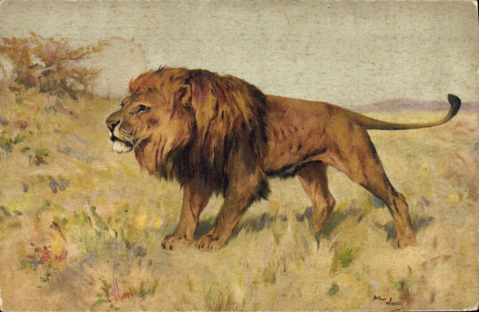CPA Felin Lion 