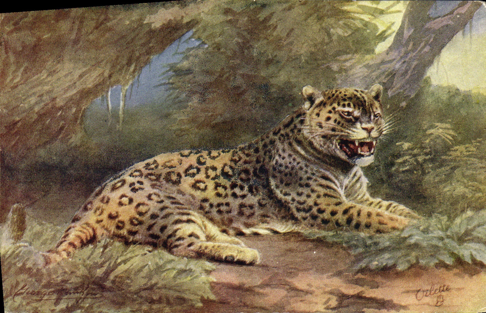 VINTAGE POSTCARD Cat-like Jaguar