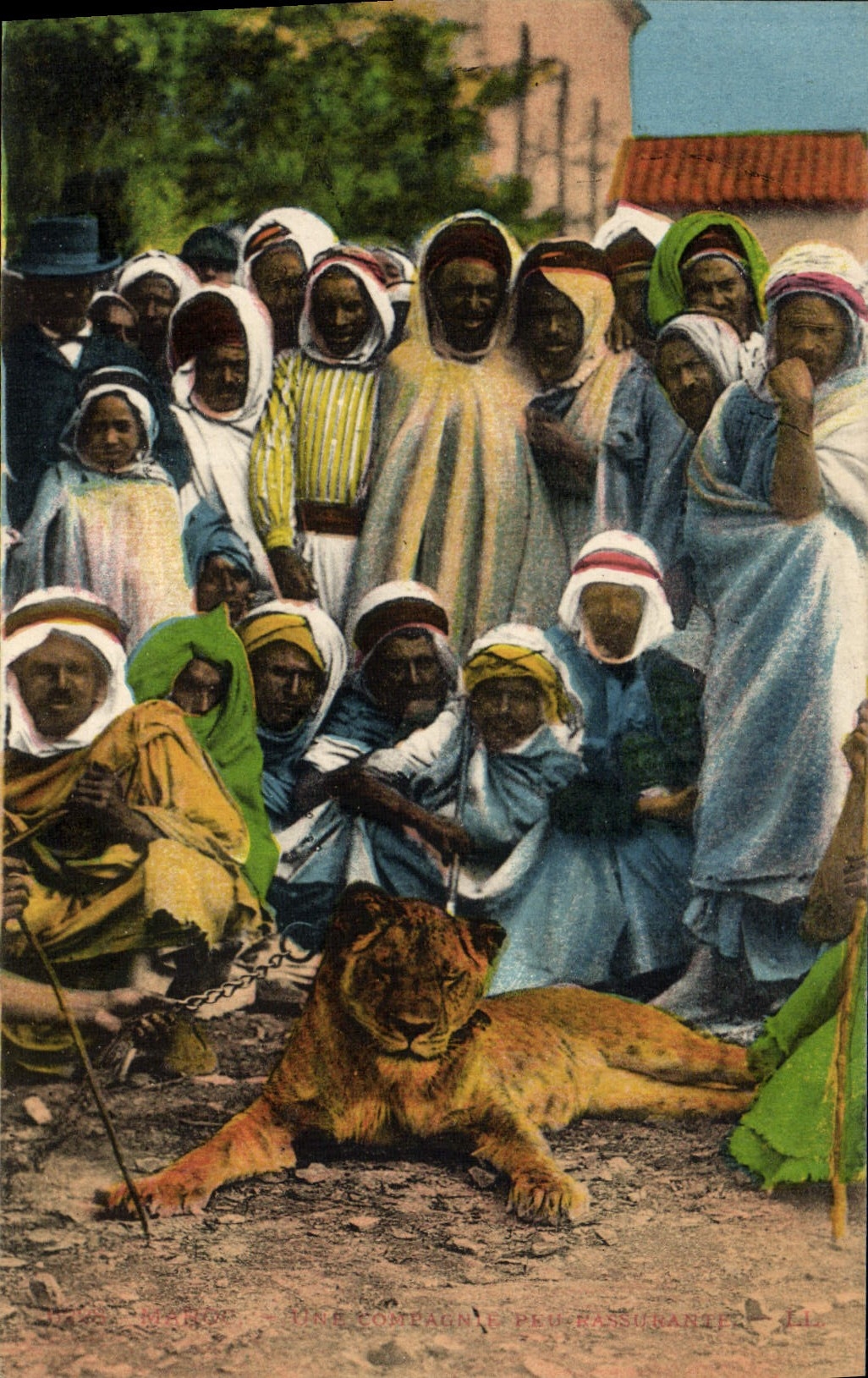 CPA Felin Lion Maroc