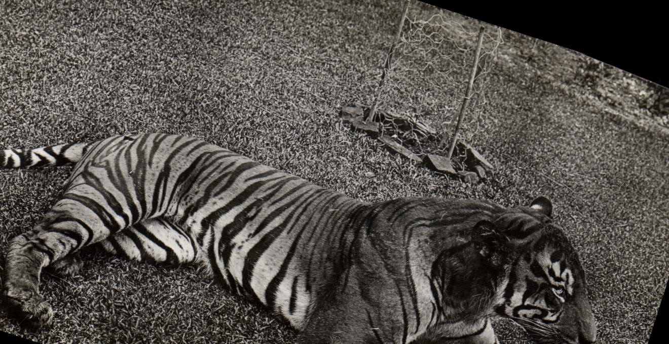 CARTE PHOTO Felin Tigre Singapour singapore