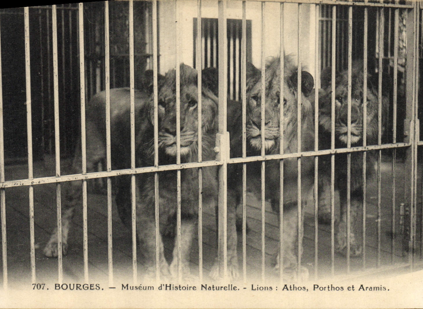 CPA Felin Bourges Museum d'Histoire Naturelle Lions Athos Porthos et Aramis
