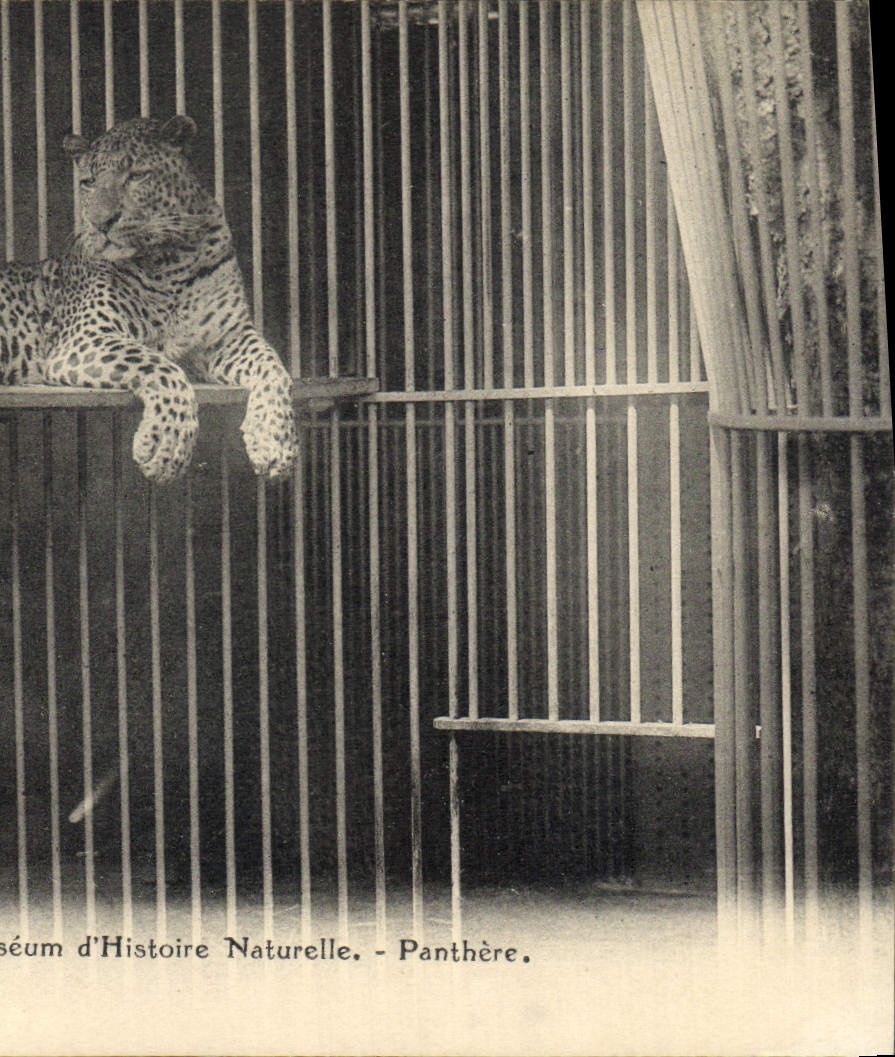 VINTAGE POSTCARD Cat-like Bourges Museum of Natural history Panther