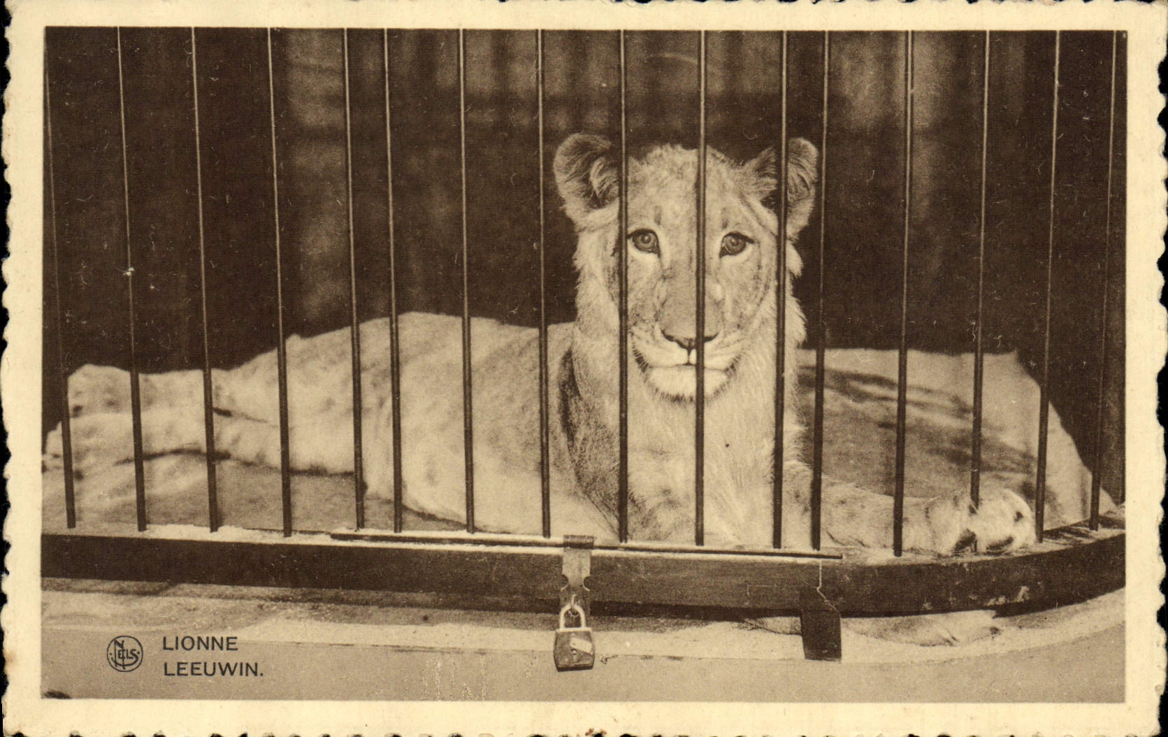 CPA Felin Lion Lionne Chocolat Martougin