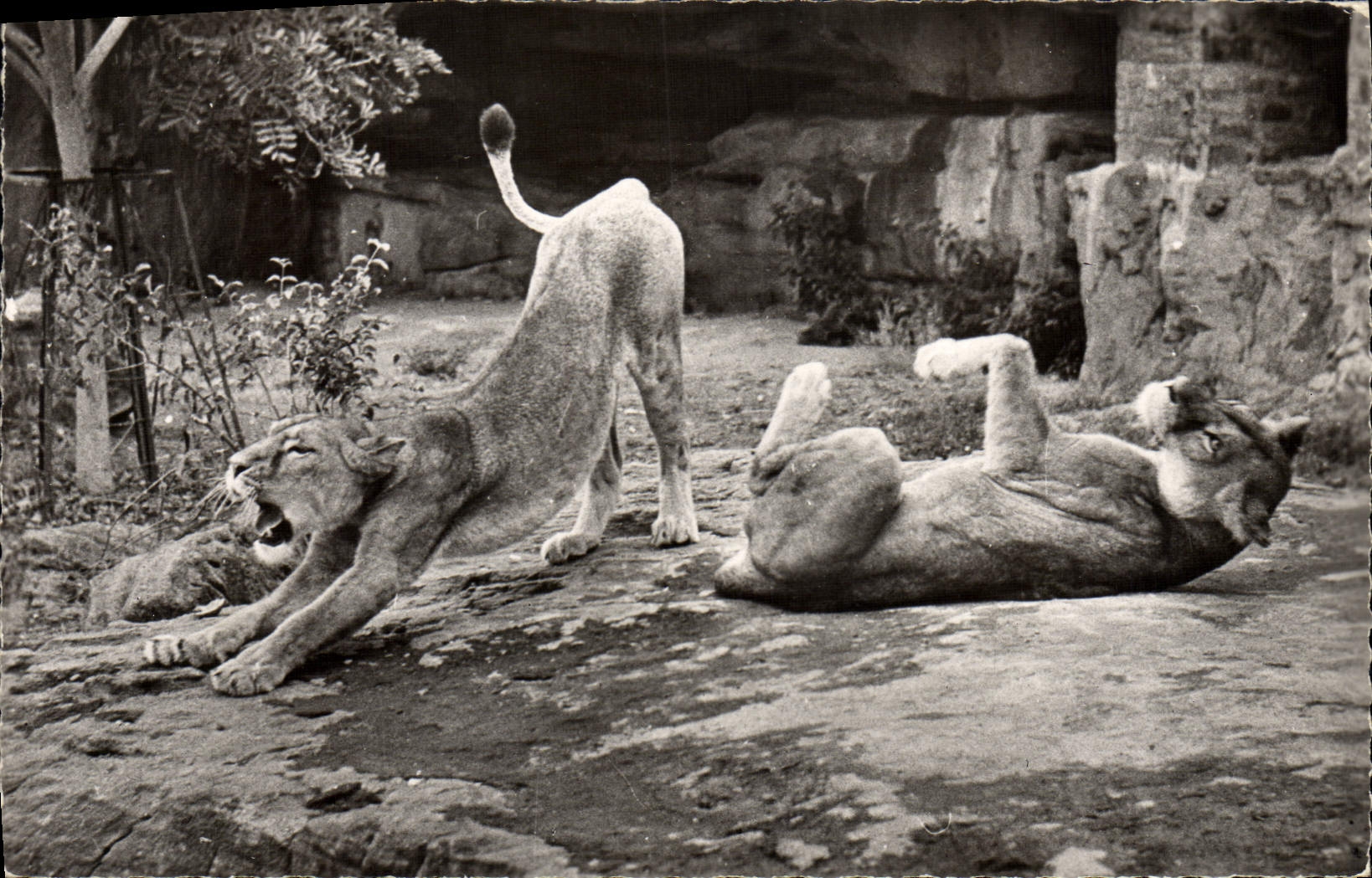 CPA Felin Couple de lions jouant au soleil