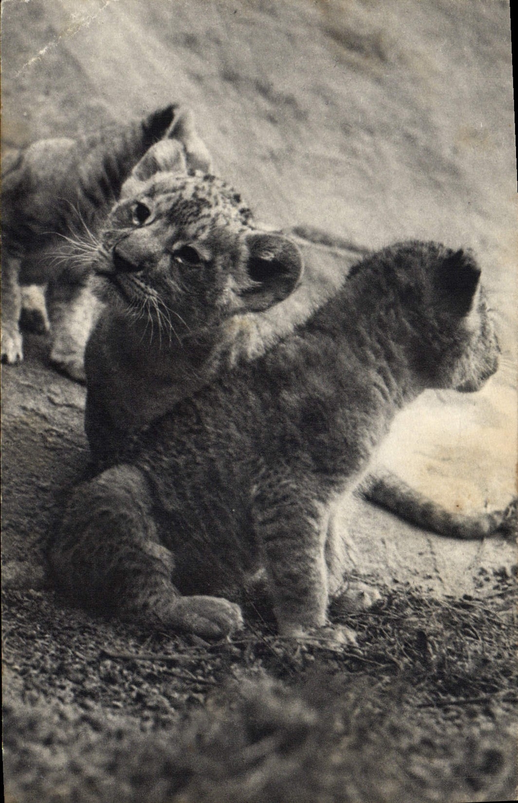 Museo Nacional felino de la POSTAL de la VENDIMIA del CASQUILLO zoológico de la historia natural de la madera de los cachorros de león de Vincennes París llevados con el león del parque