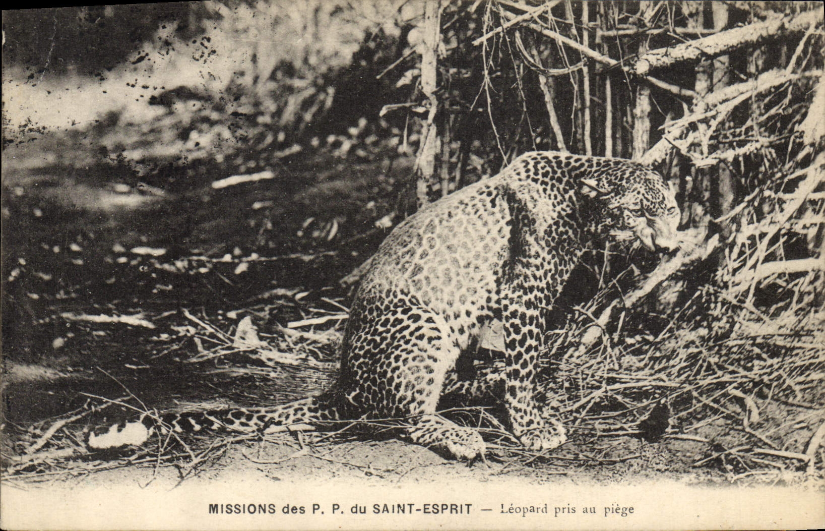CPA Felin Missions des PP du Saint Esprit Leopard pris au piege