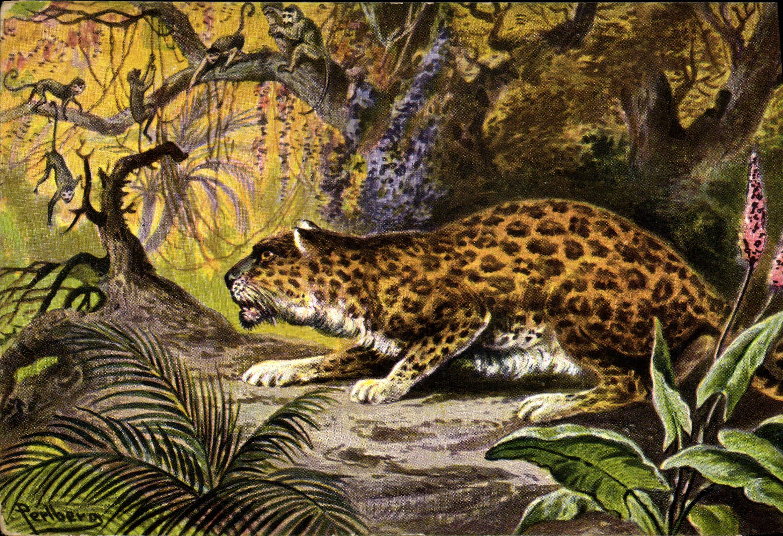 VINTAGE POSTCARD Cat-like Monkeys Jaguar