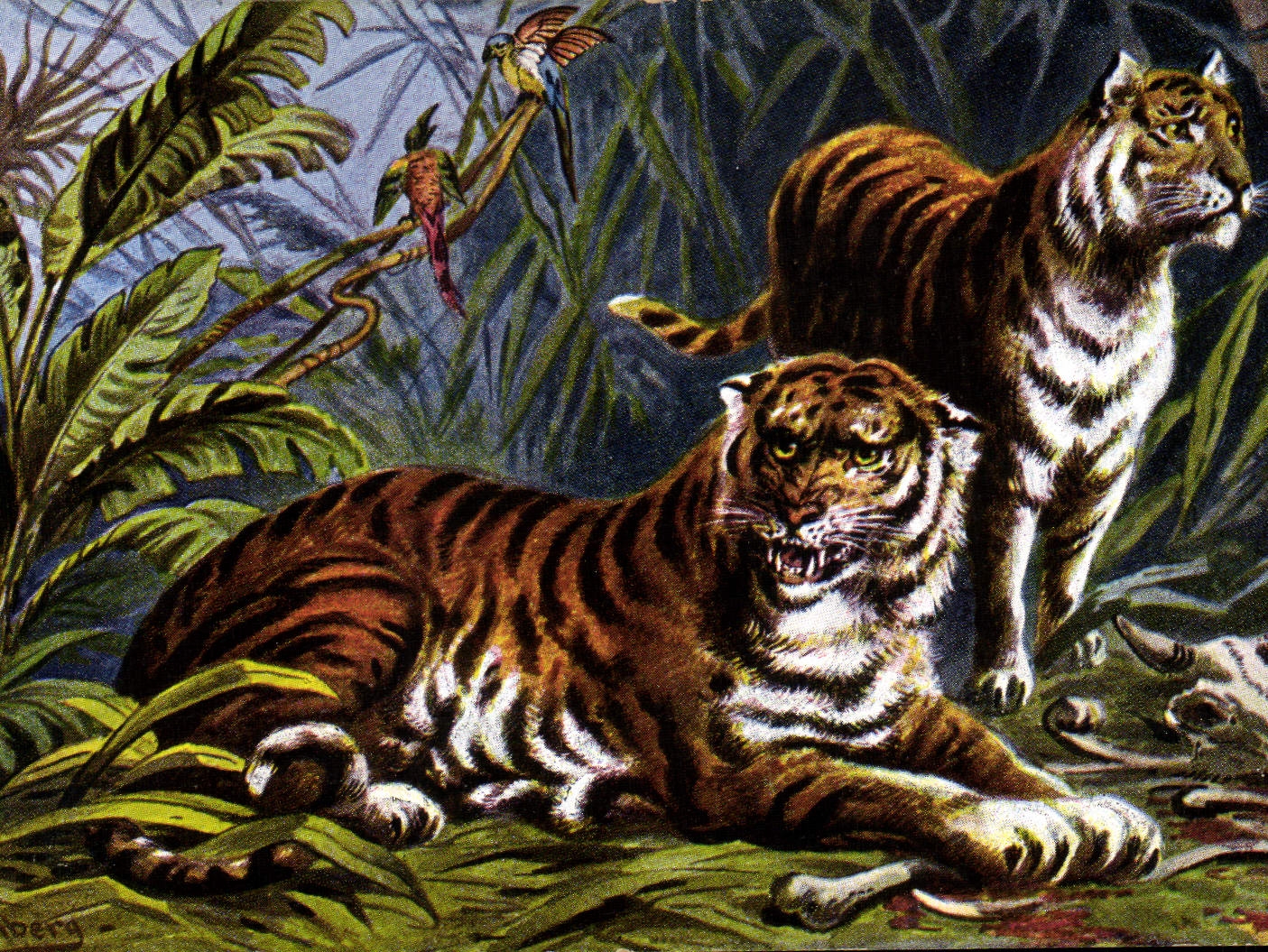 CPA Felin Tigres Tigre