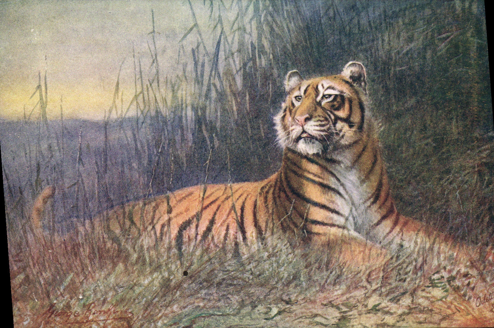 CPA Felin Tiger Tigre 