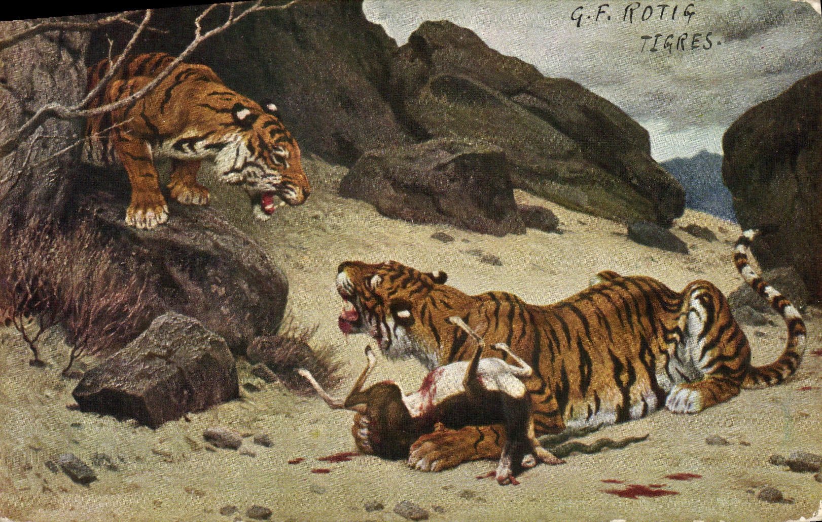 CPA Felin Tiger Tigre Rotig 