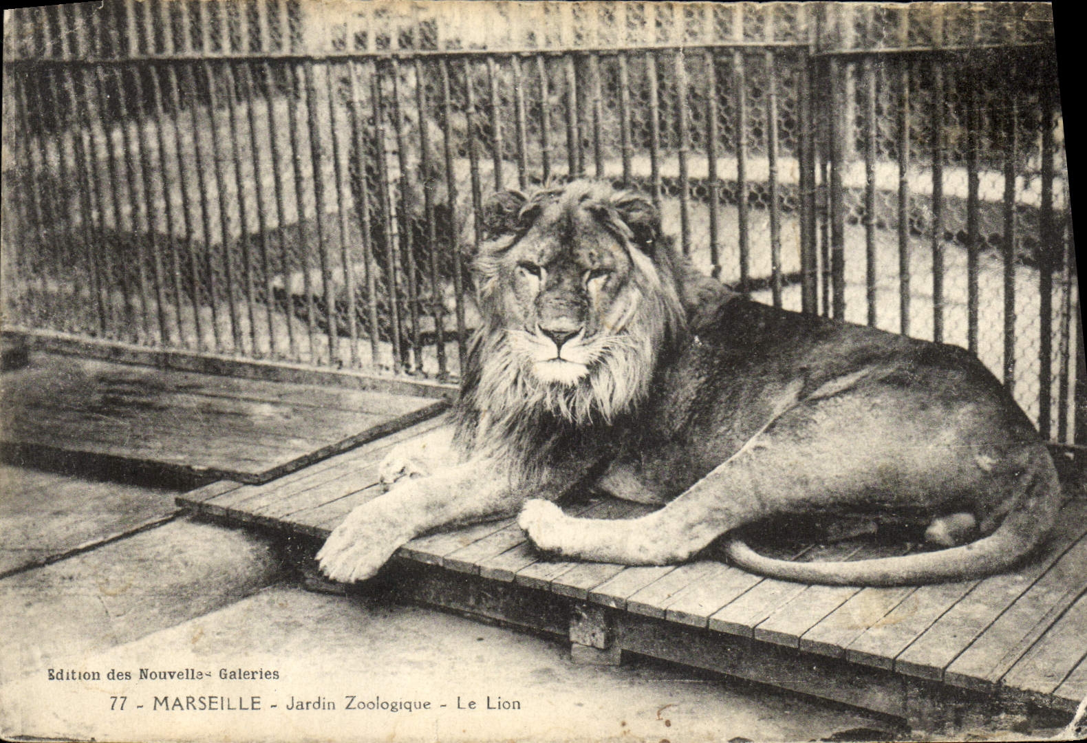 CPA Felin Paris Jardin zoologique Le lion