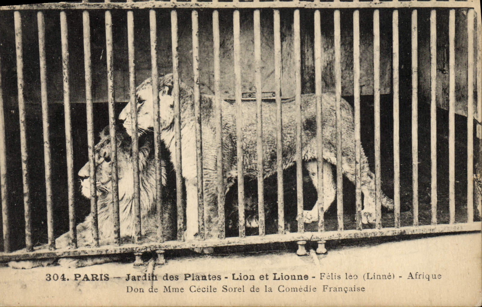 CPA Felin Paris Jardin des plantes Lion et lionne Afrique Don de Mme Cecile Sorel de la Comedie Francaise