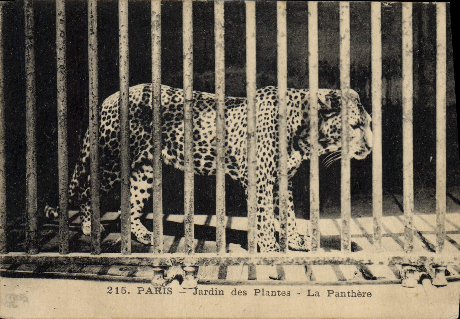 VINTAGE POSTCARD Cat-like Paris Botanical garden the panther