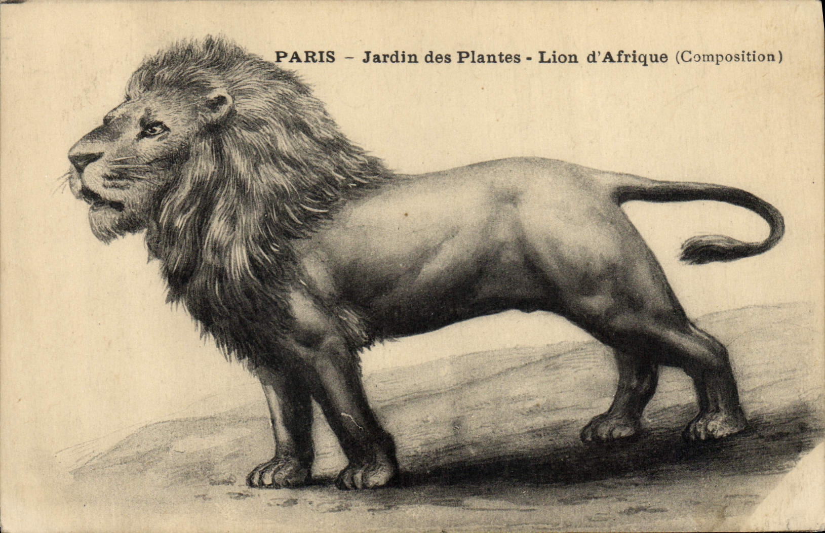 CPA Felin Paris Jardin des plantes Lion d'Afrique