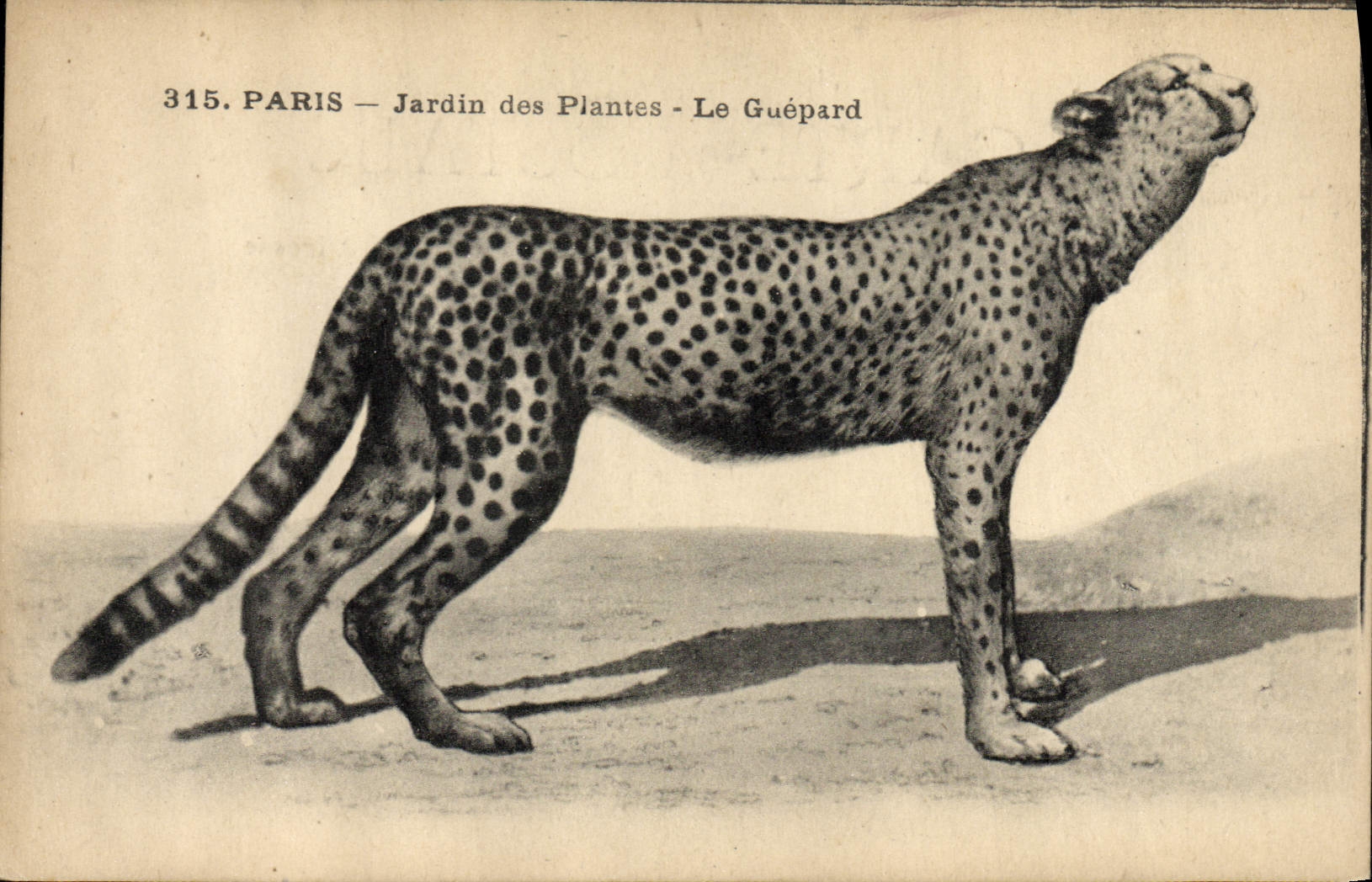 CPA Felin Paris Jardin des plantes Le guepard 