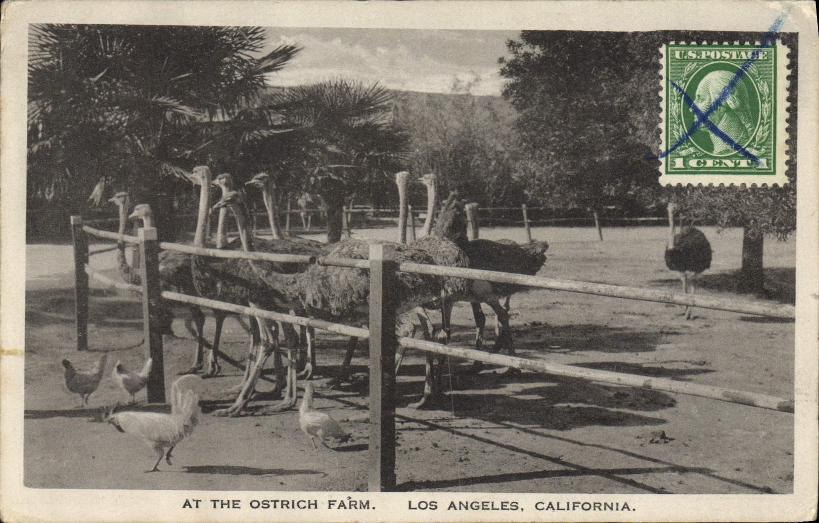 CPA Autruche At the Ostrich farm Los Angeles California