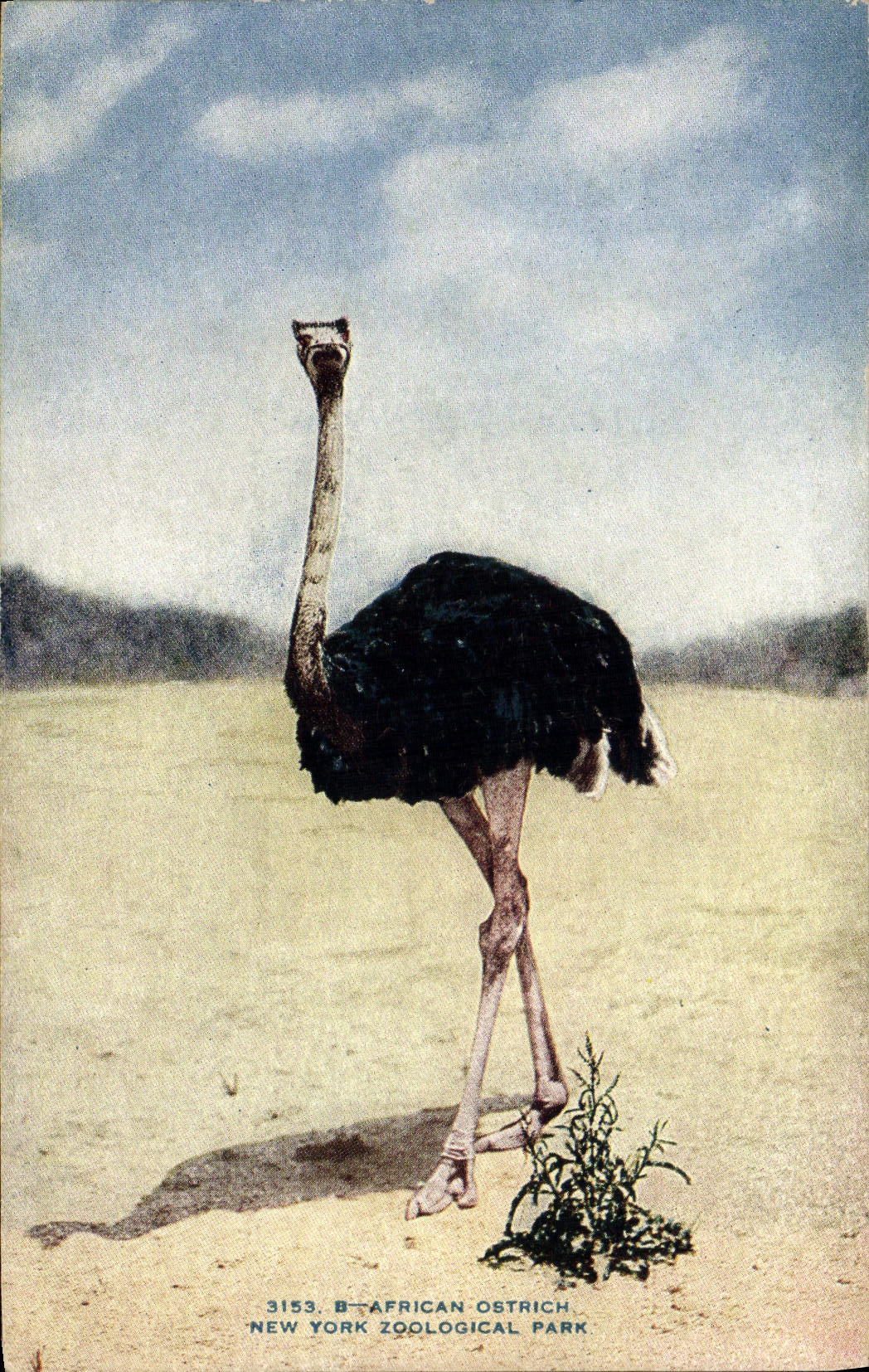 VINTAGE POSTCARD Ostrich African Ostrich New York zoological park Zoo
