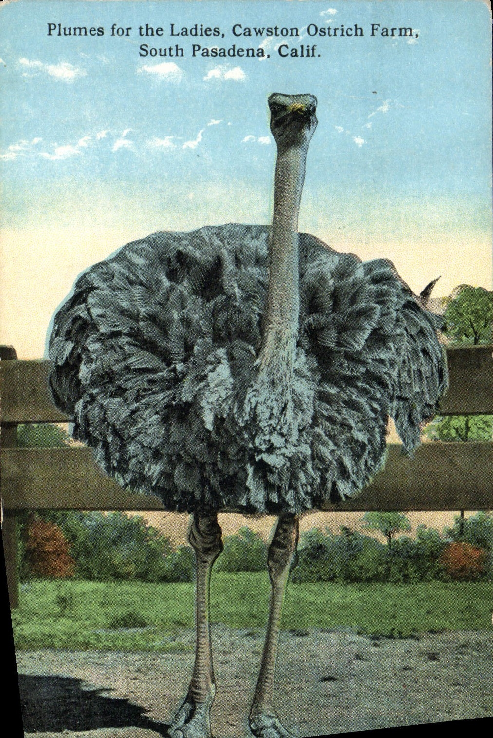 La avestruz de la POSTAL de la VENDIMIA empluma para la granja Pasadena del sur California de la avestruz de las señoras Cawston