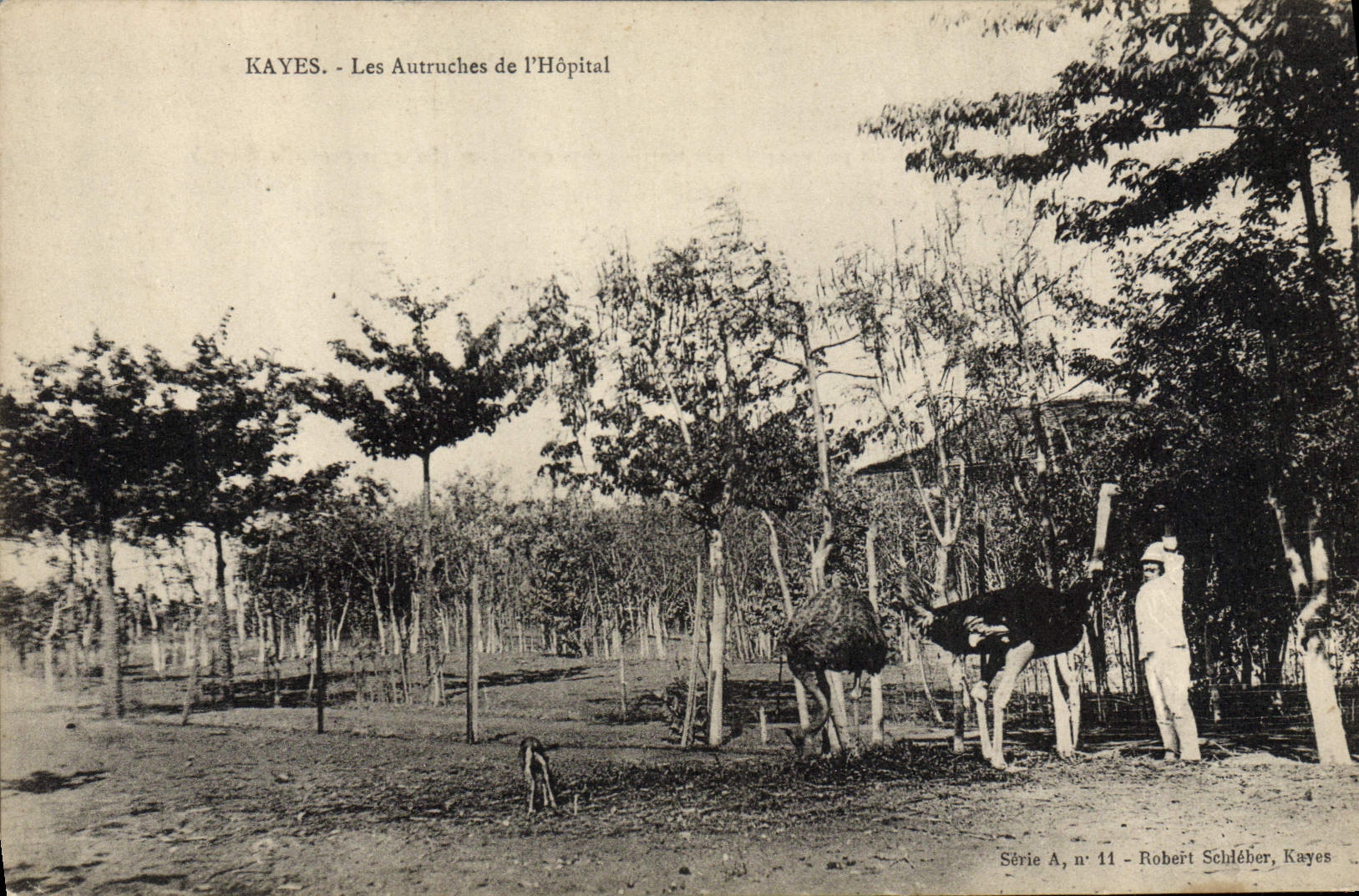 VINTAGE POSTCARD Ostrich Guinea Kayes Ostriches of the hospital