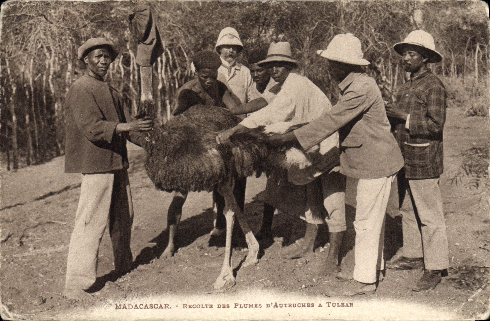 CPA Autruche Madagascar Recolte des plumes d'Autruches a Tulear
