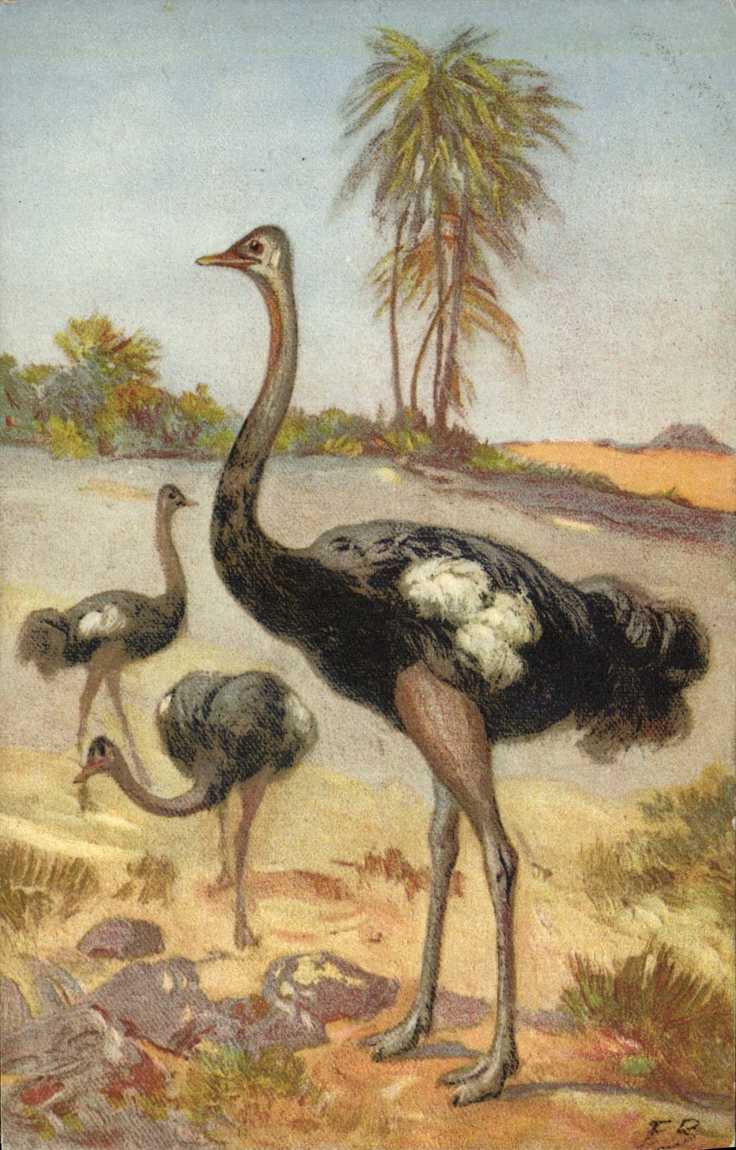 VINTAGE POSTCARD Ostrich