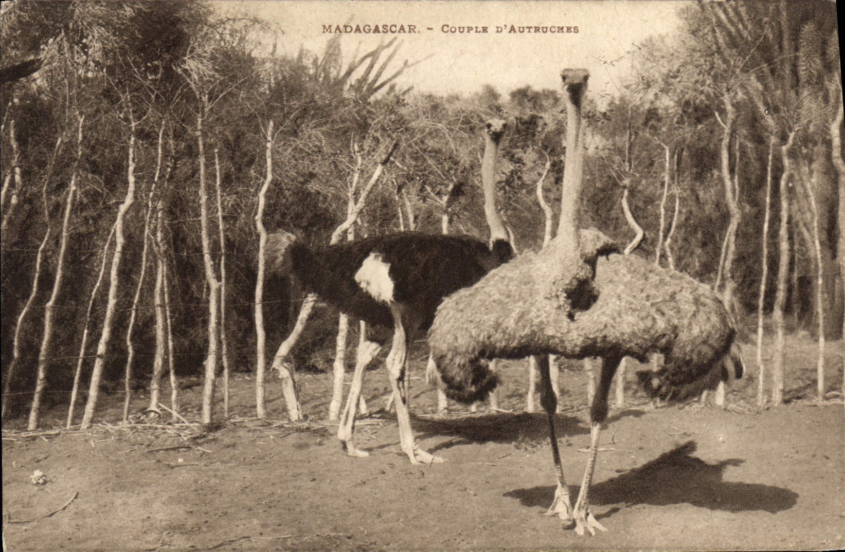 VINTAGE POSTCARD Madagascar Couples Ostriches