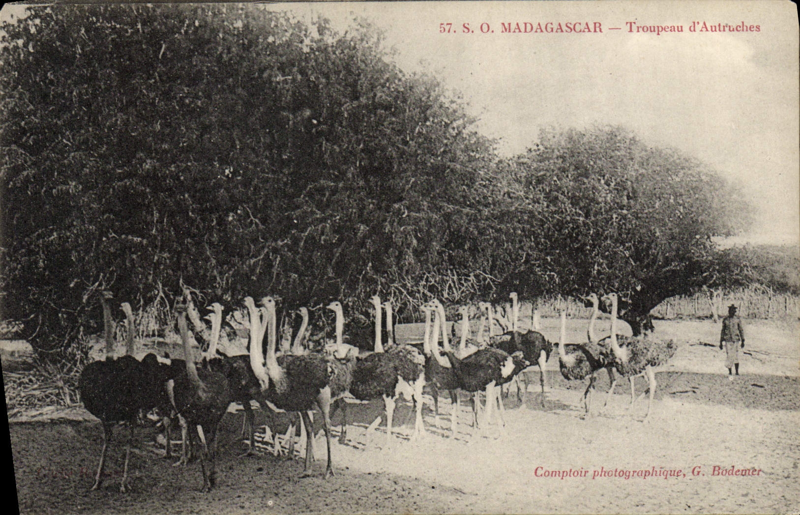 VINTAGE POSTCARD Madagascar Herd of ostriches