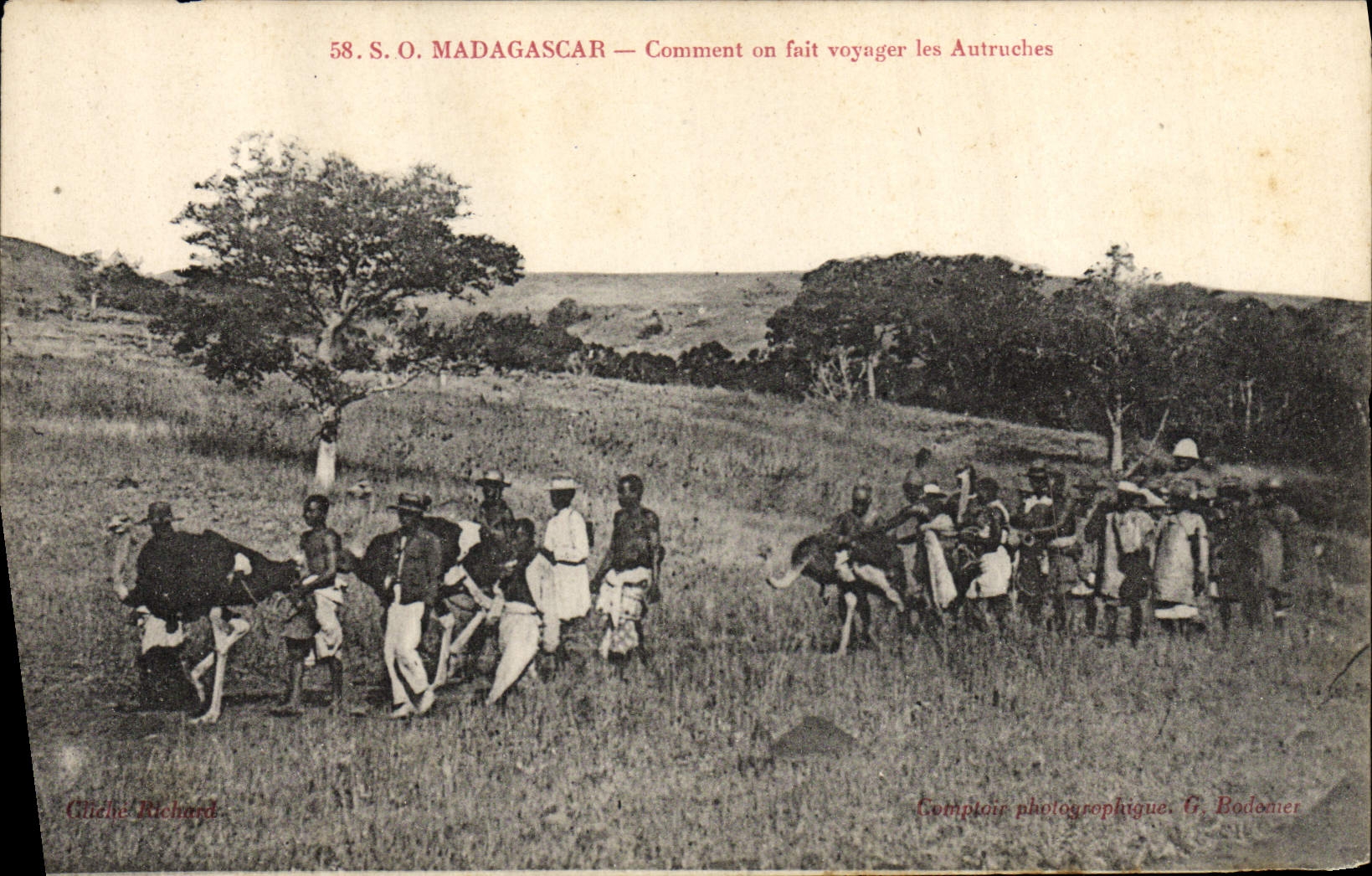 VINTAGE POSTCARD Madagascar How one makes travel the Ostriches