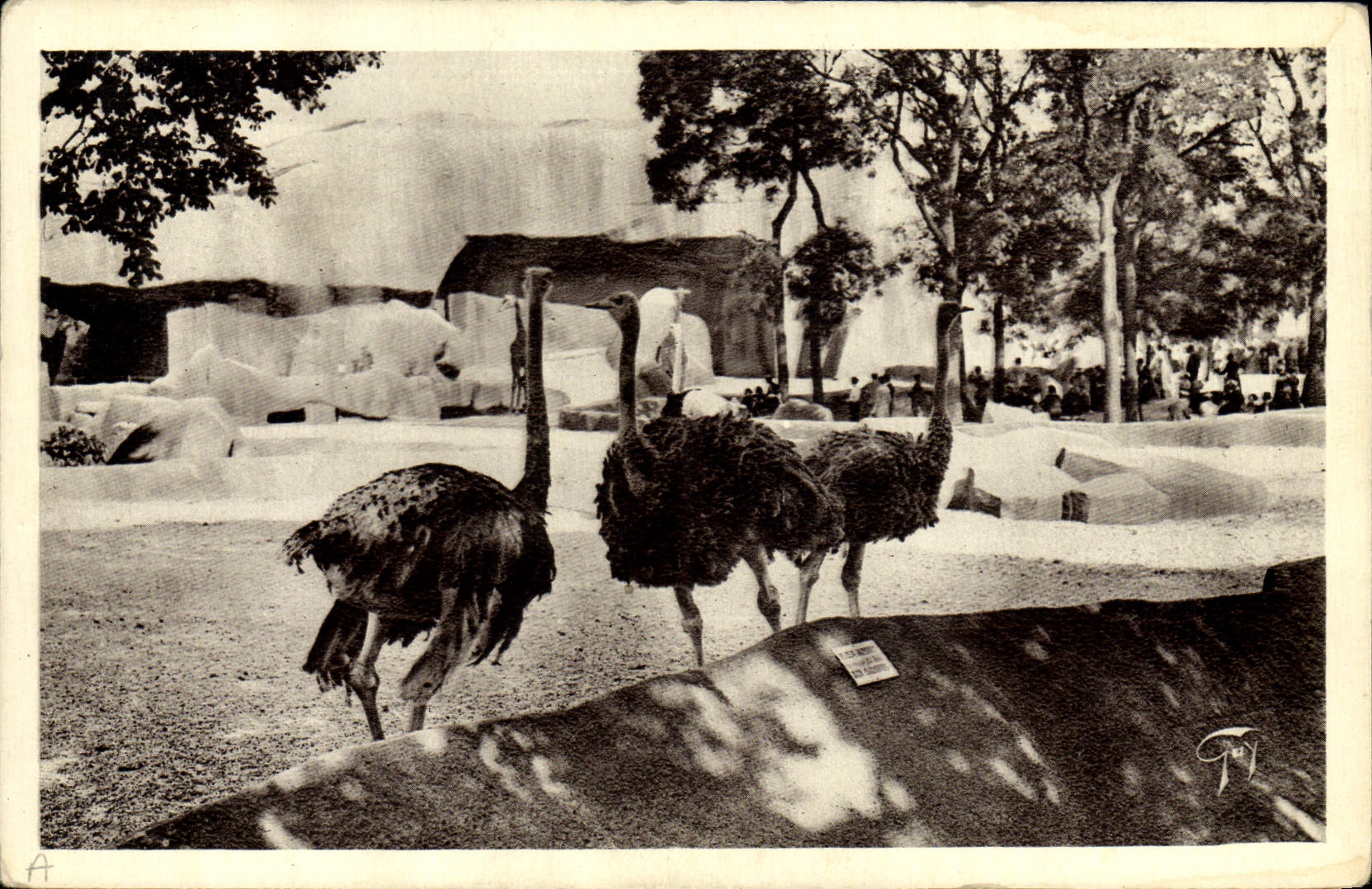 VINTAGE POSTCARD Paris Zoological garden of Vincennes Ostriches