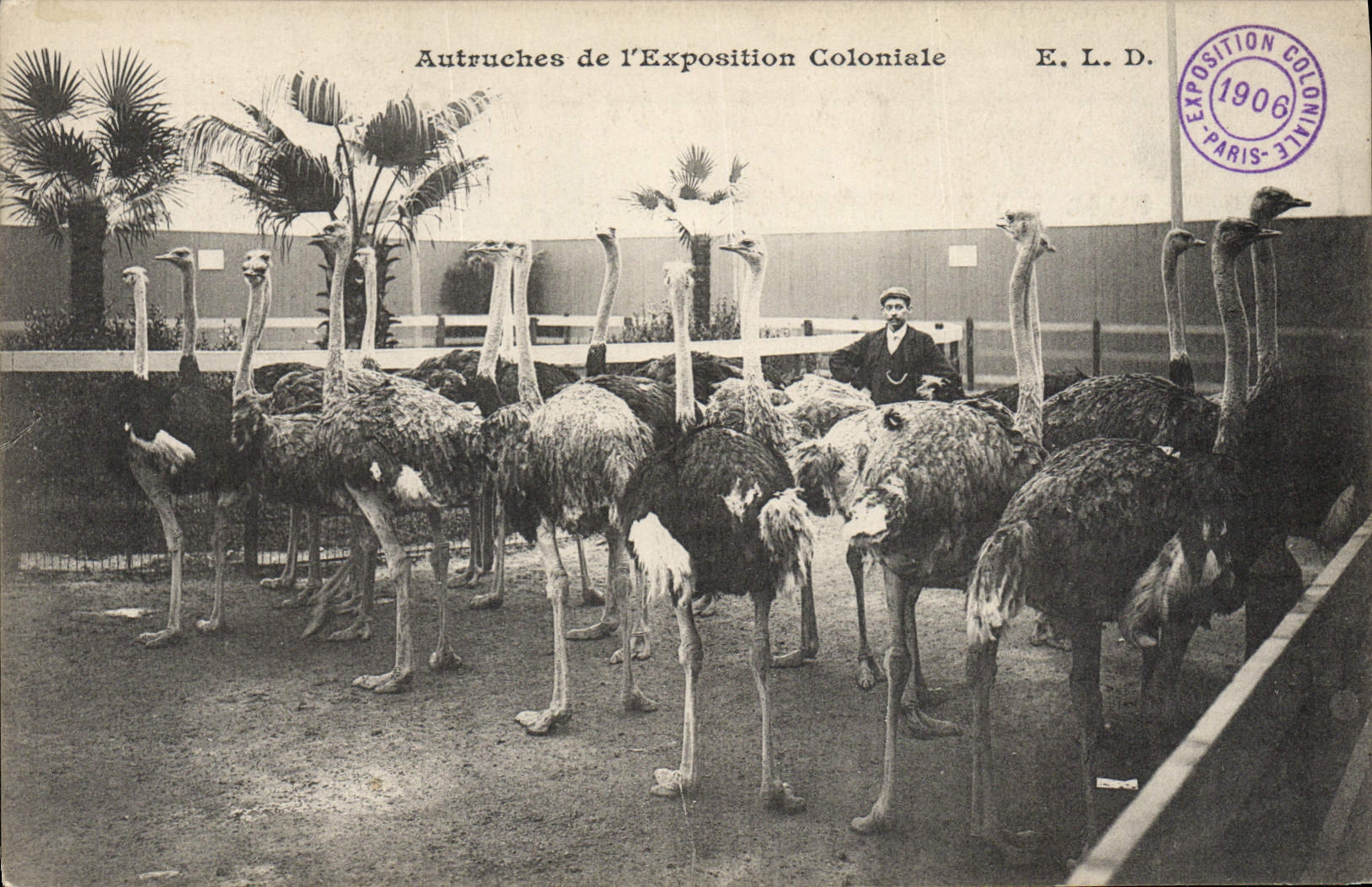 VINTAGE POSTCARD Ostriches of the colonial exposure