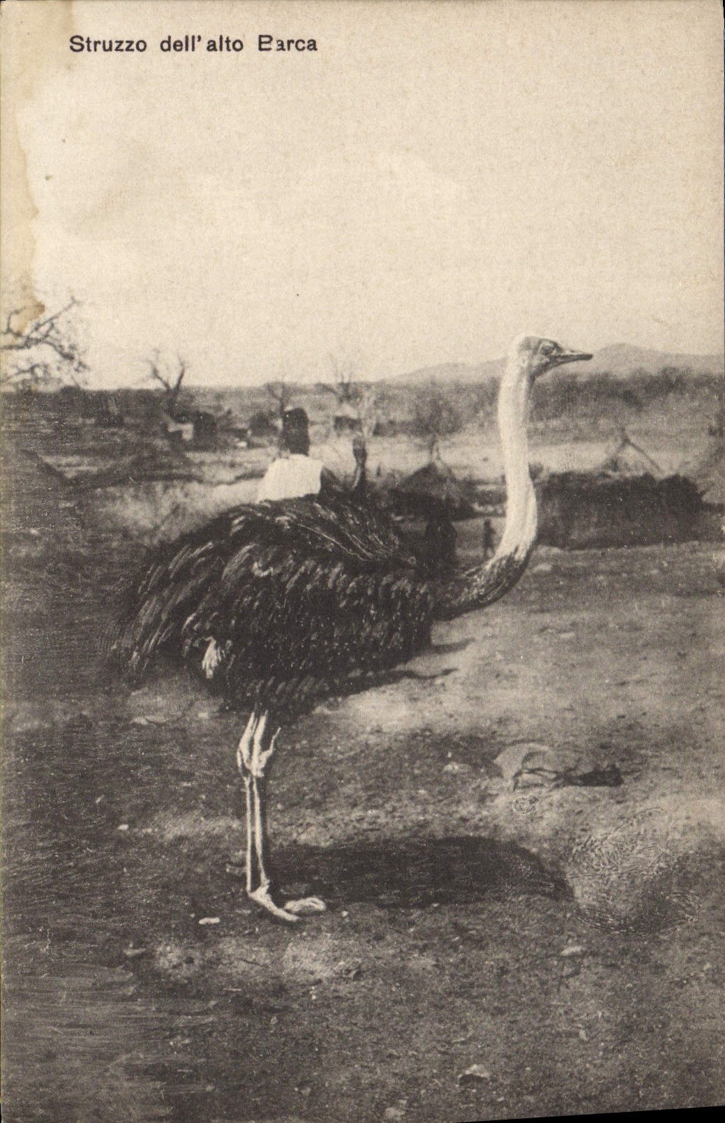 VINTAGE POSTCARD Ostrich Struzzo LED Barca viola