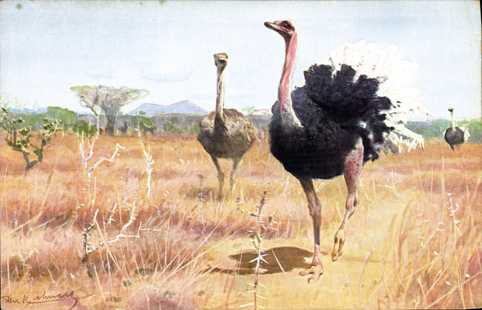 VINTAGE POSTCARD Ostrich Afrikanischer Strauss