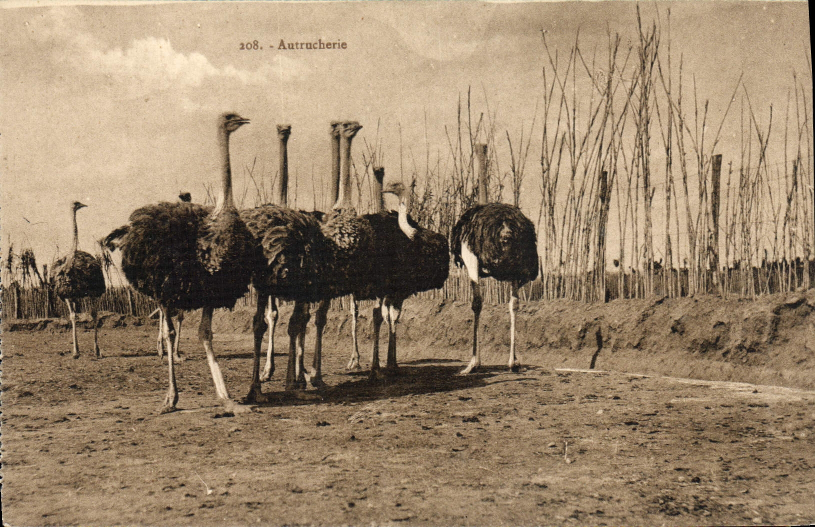 VINTAGE POSTCARD Autrucherie