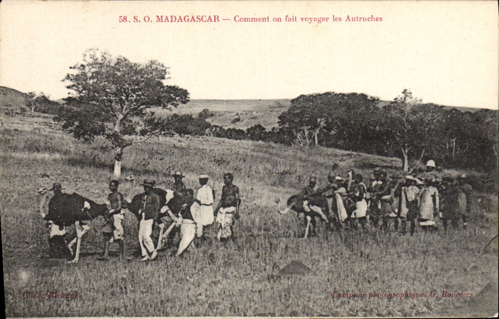 CPA Madagascar Comment on fait voyager les autruches
