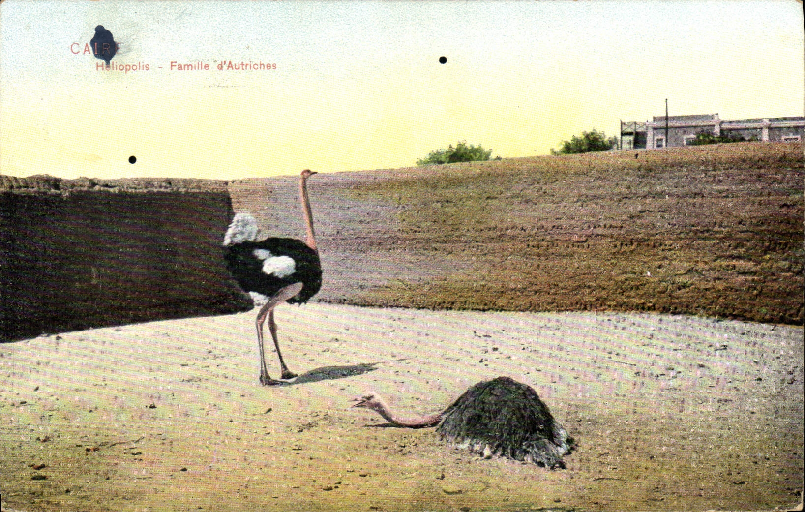 VINTAGE POSTCARD Egypt Egypt Family of ostriches Ostrich