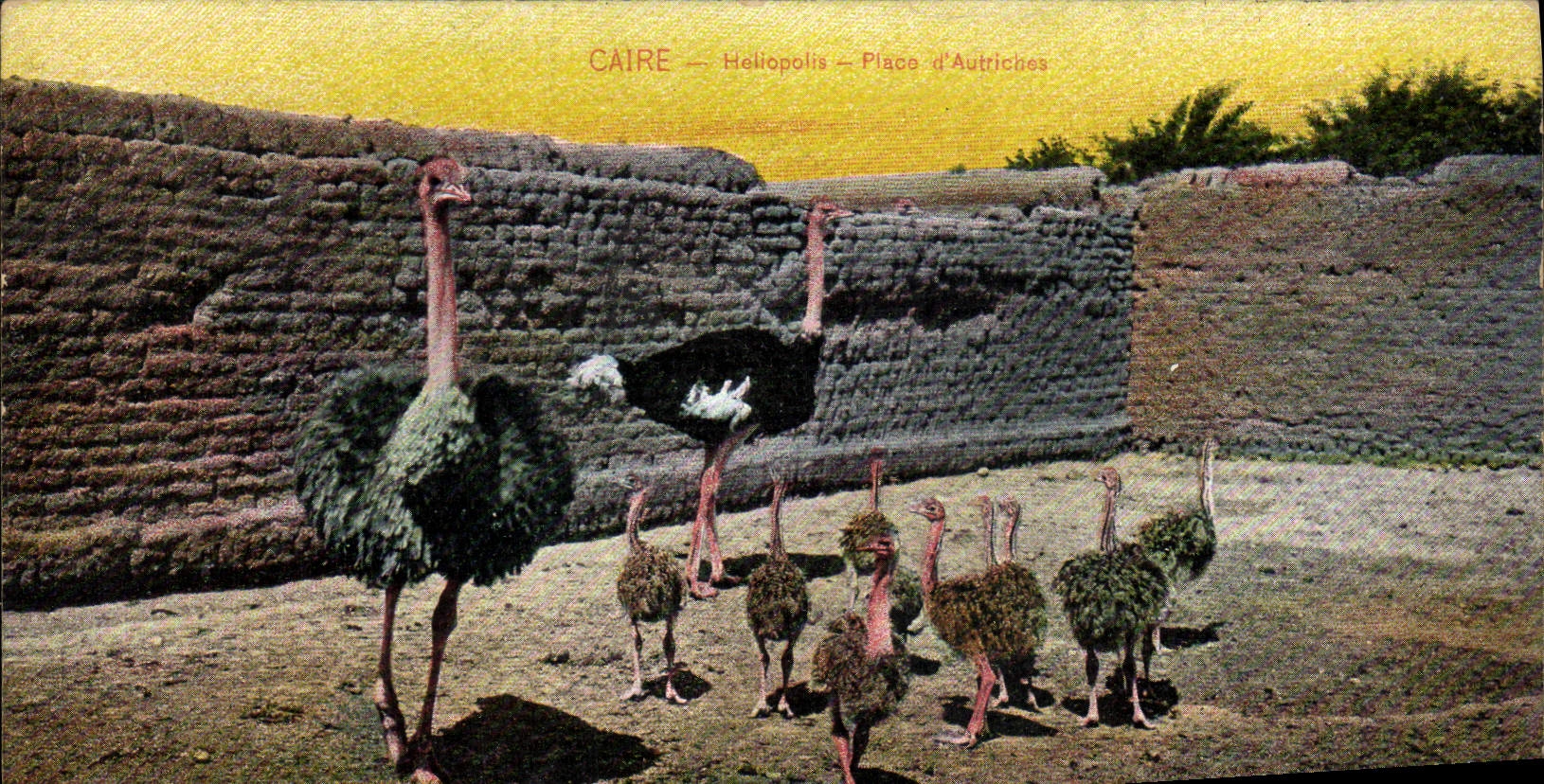 CPA Egypte Egypt Heliopolis Place d'autruches Autruche