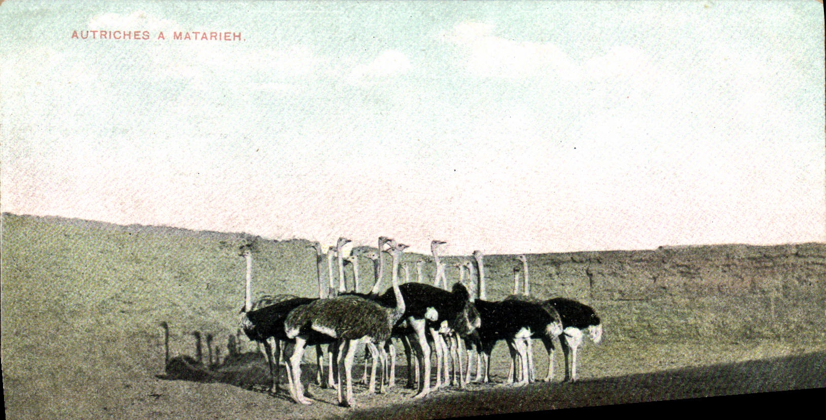 VINTAGE POSTCARD Austrias has Matarieh