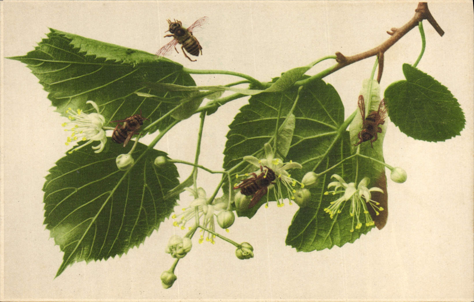 CPA Insectes