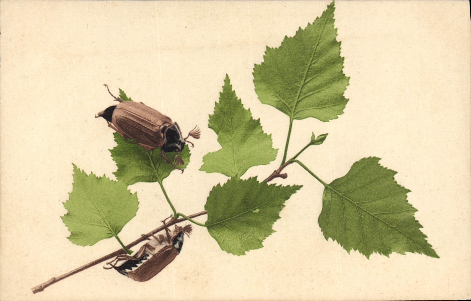 CPA Insectes