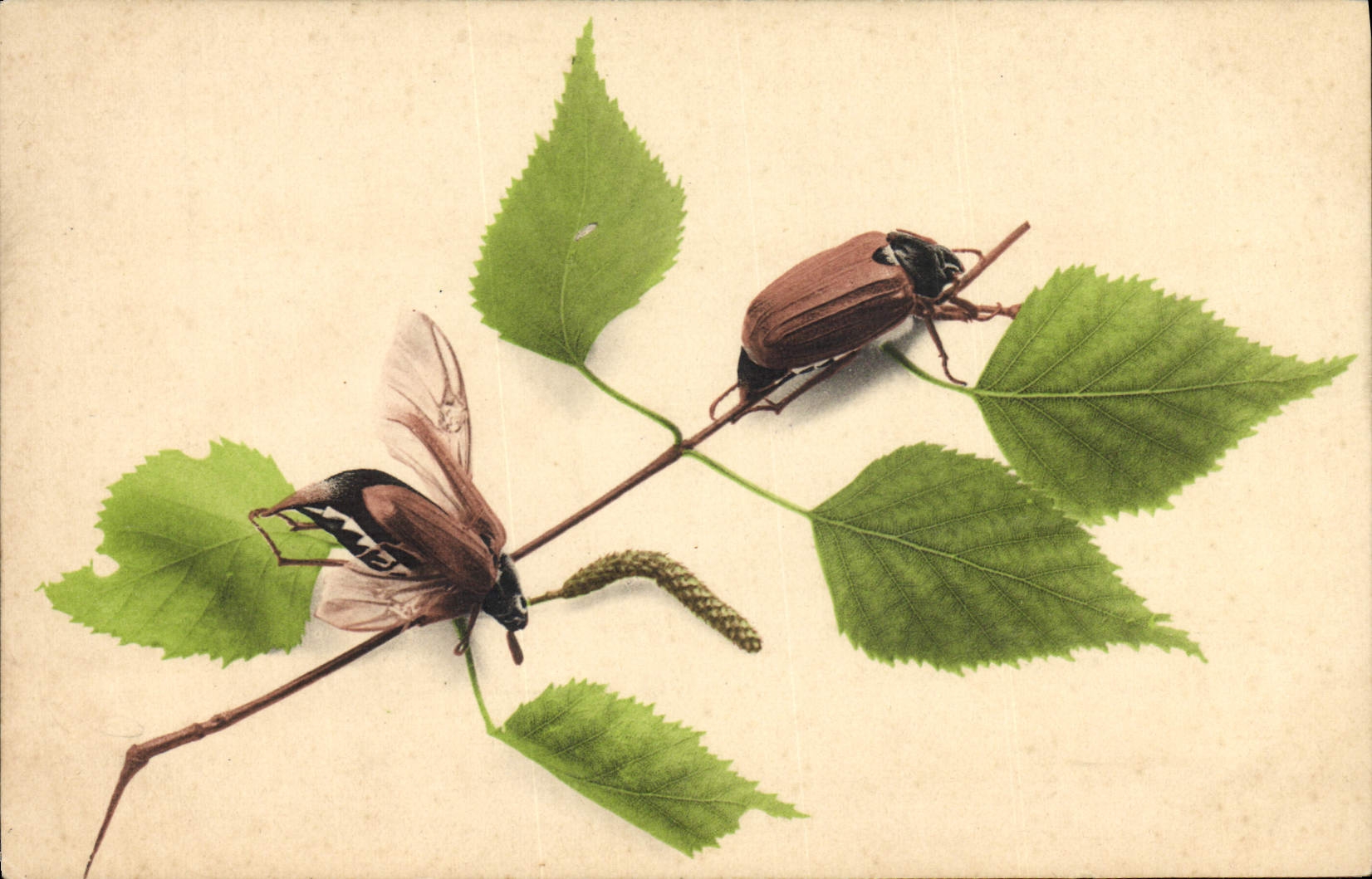 CPA Insectes