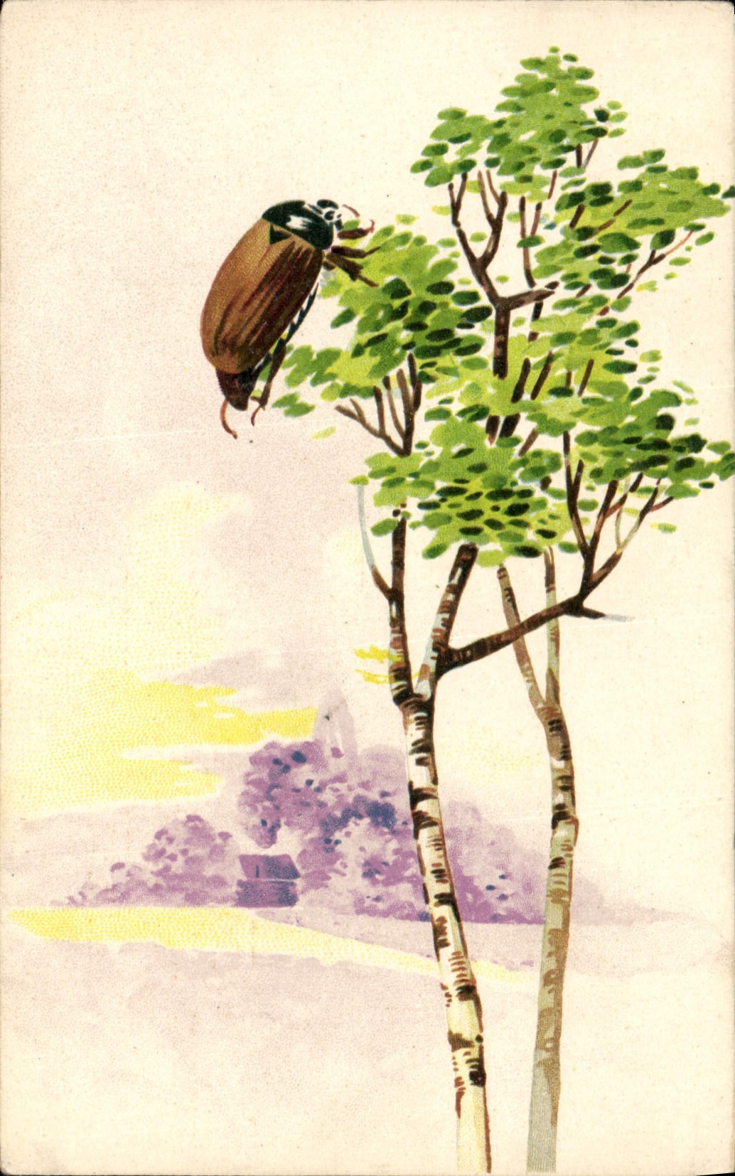 CPA Insectes