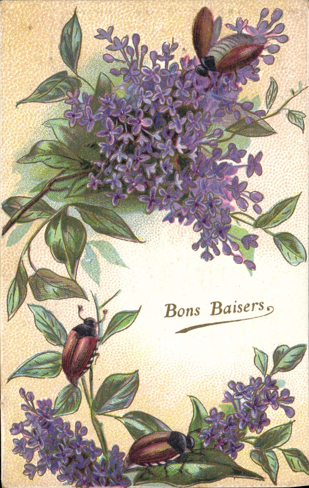 CPA Insectes