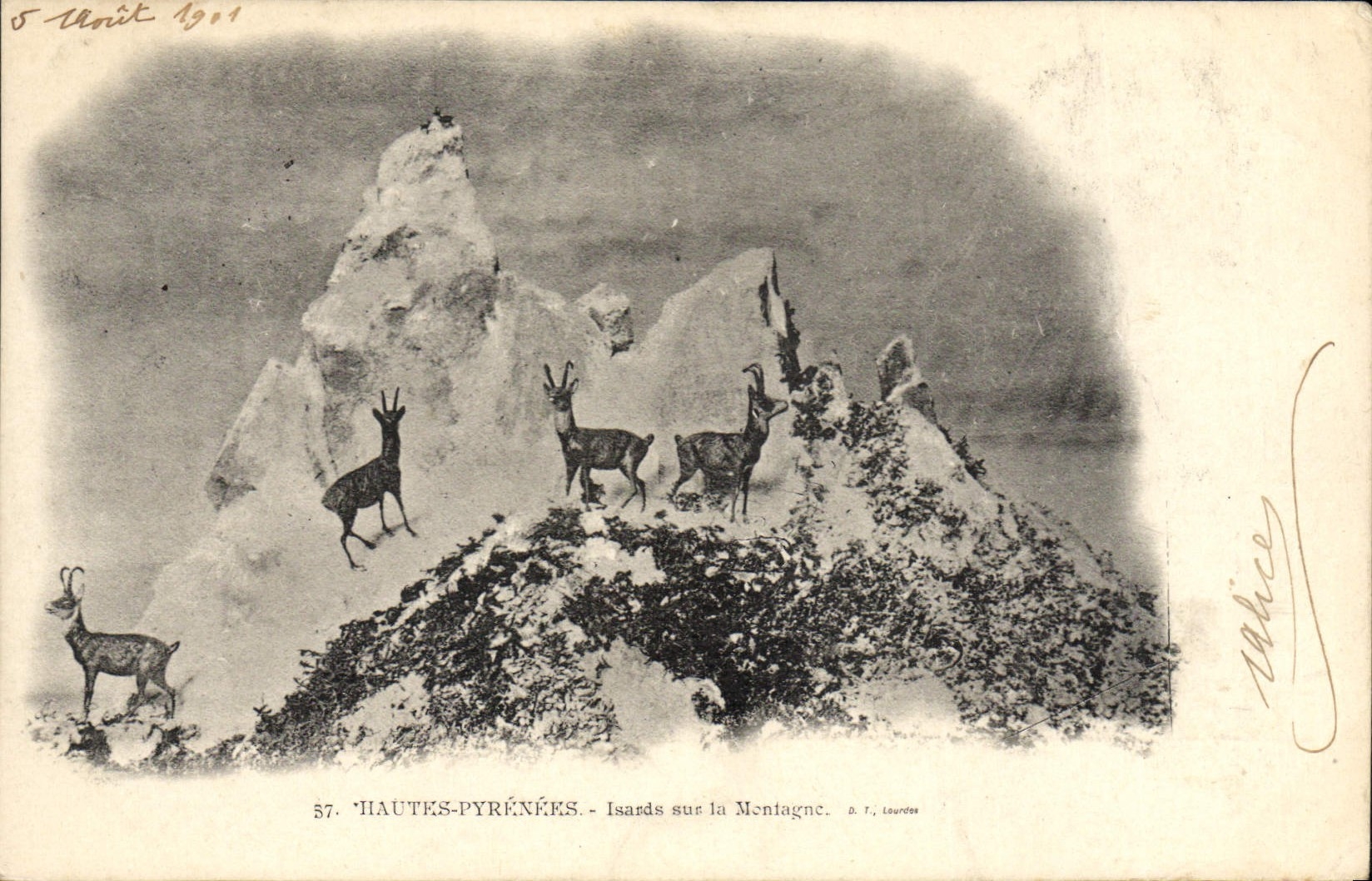 VINTAGE POSTCARD Folklore the High Pyrenees Isards on the mountain